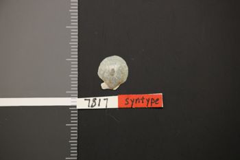 Media type: image;   Malacology 7817 Description: Preserved specimen.;